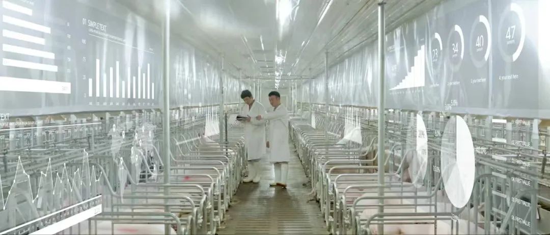 河南养猪巨头，3个月净赚超40亿